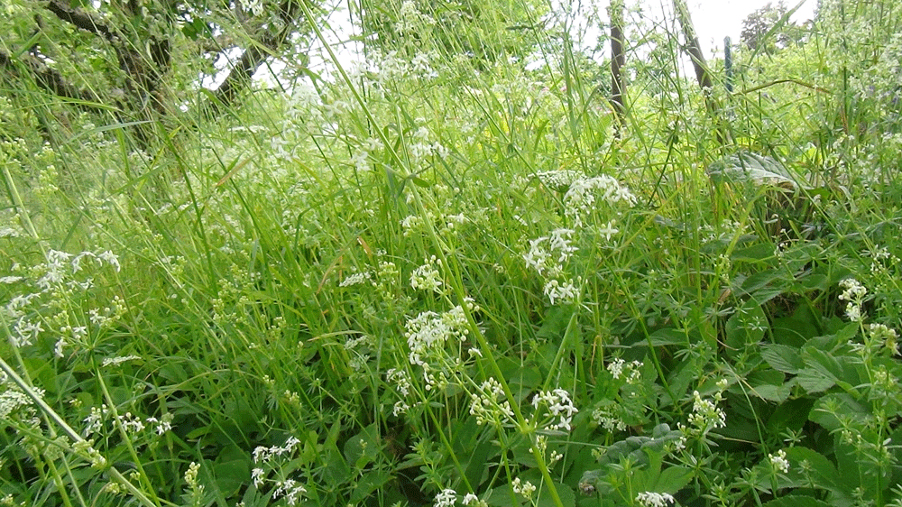 Unsere Naturwiese am Hang