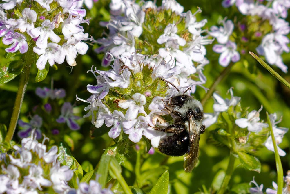 Wildbiene