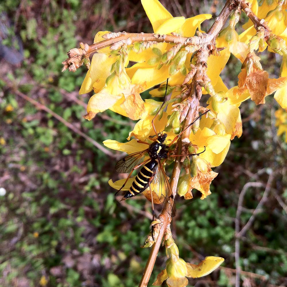 Gelbe Schlupfwespe